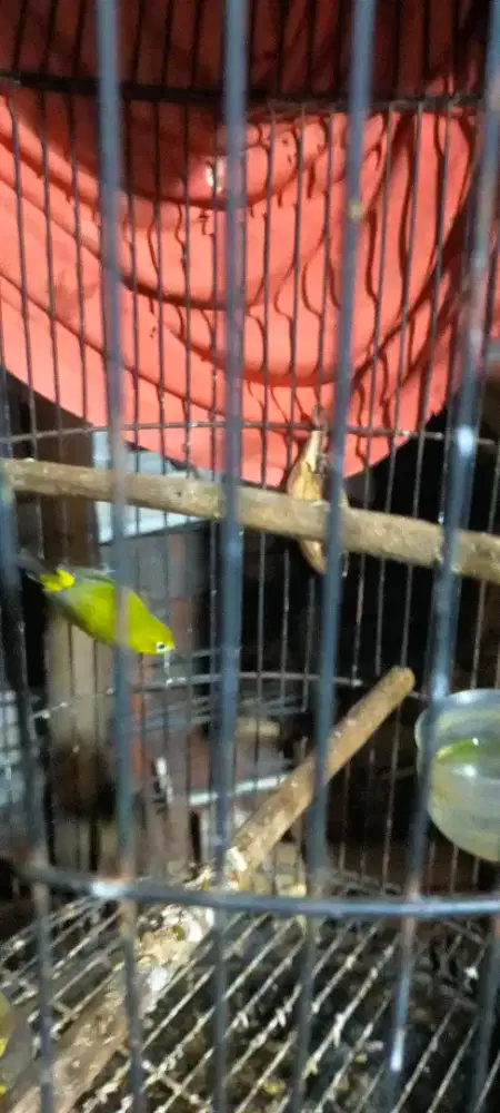 PLci pacitan rajin nenbak ngeroll