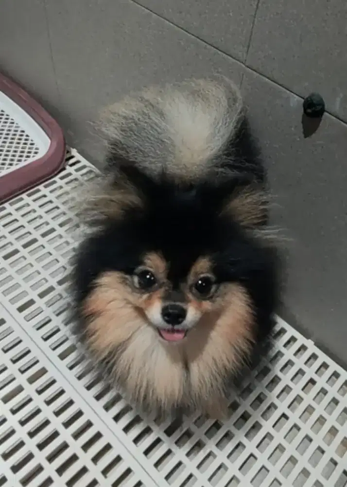 Minipom betina 1.5th blacktan