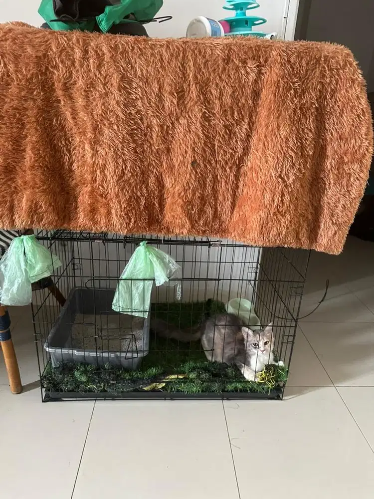 Open Adopt Kucing Persia 5 Bulan Betina Warna Callico