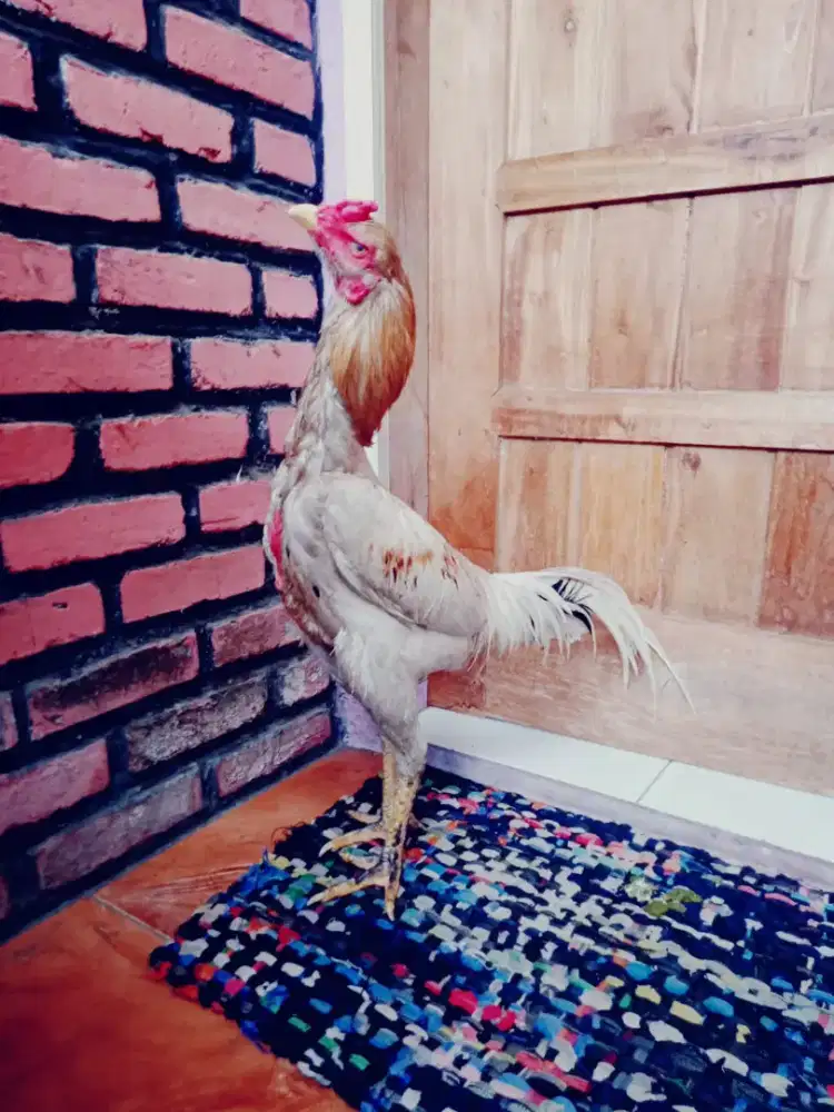 Ayam plucker hc muda mantap bulu unik Joss tulang bagus joss