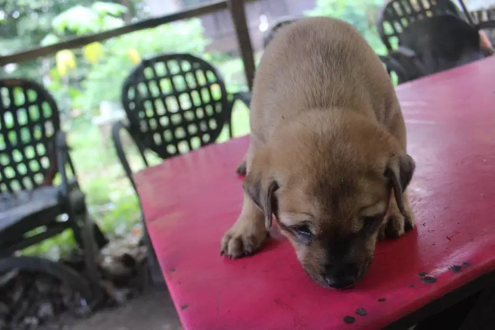 Jual puppies anak anjing