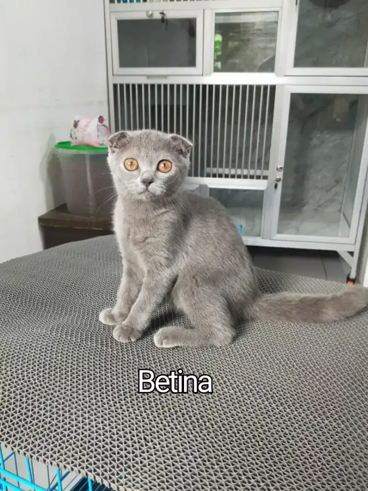 Kucing scotish fold betina dan jantan