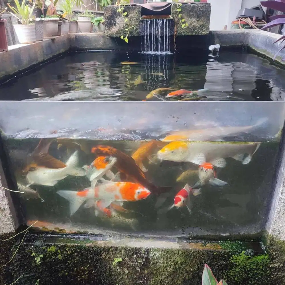 Lepas Cepat — Satu Kolam Koi Sehat & Terawat!