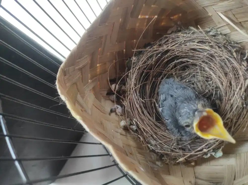 LOLOHAN SRIGUNTING ABU MATA PUTIH