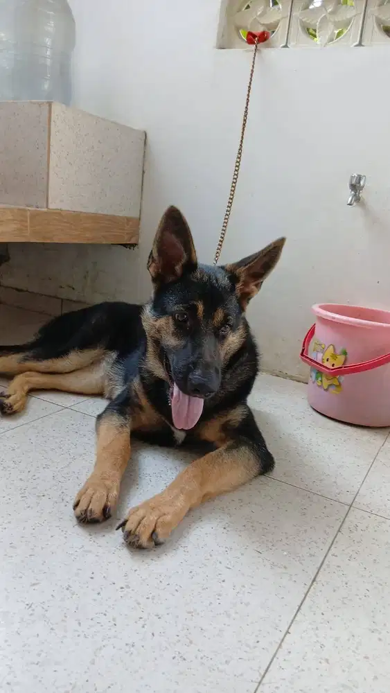 German shepperd betina open adopt