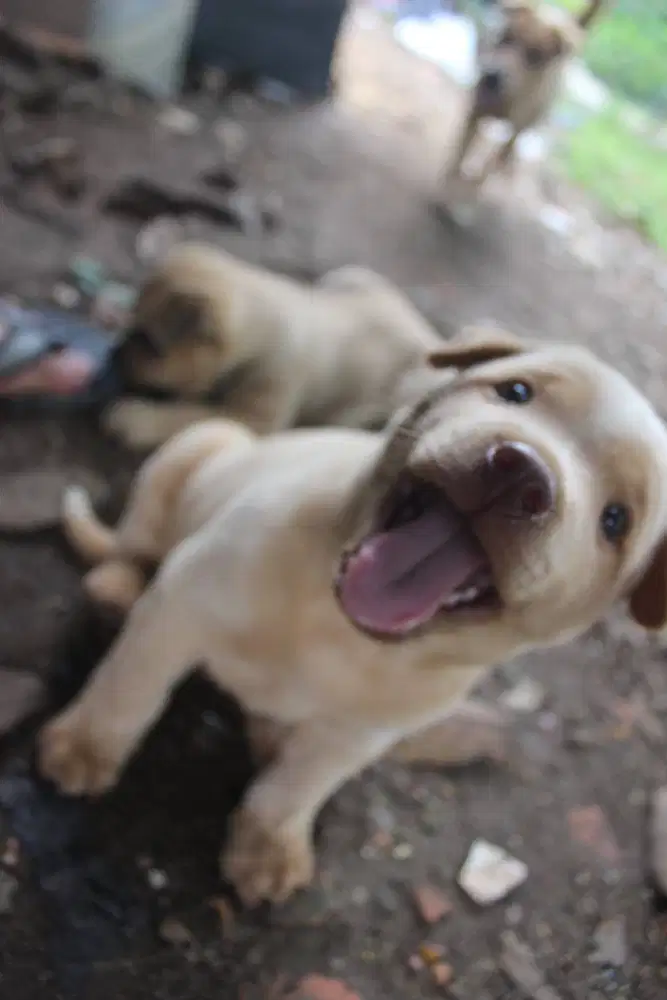 Jual anak anjing puppies
