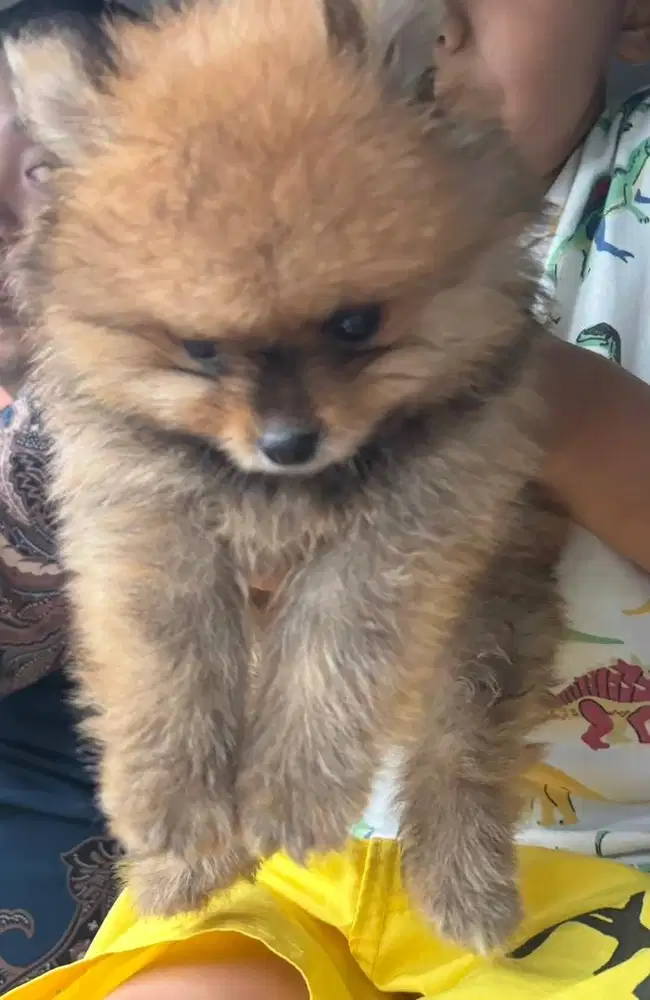 Mini Pom Jantan