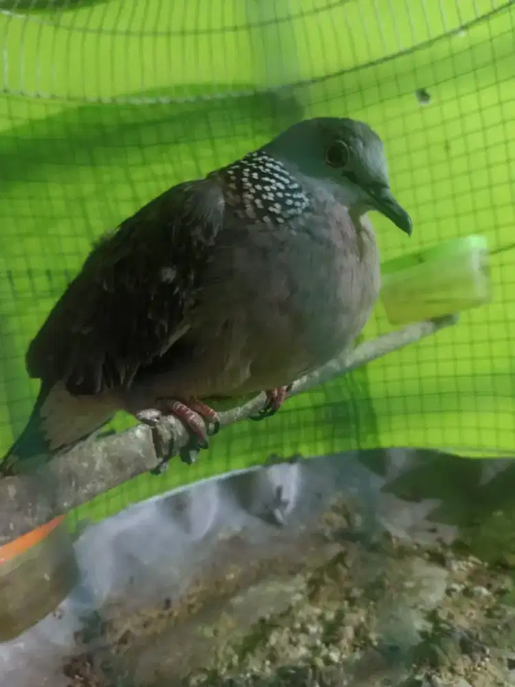 Tekukur kuk 3 paten lokal alam