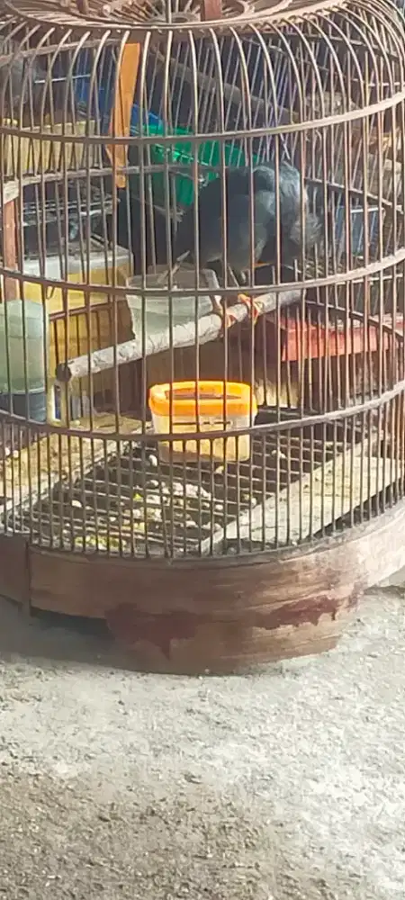 Jalak kebo/kerak omas lumayan gacor muda