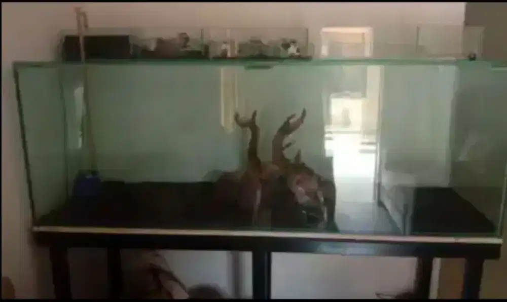 Aquarium dengan ukuran kaca 12ml..panjang 2m x 70 x70cm