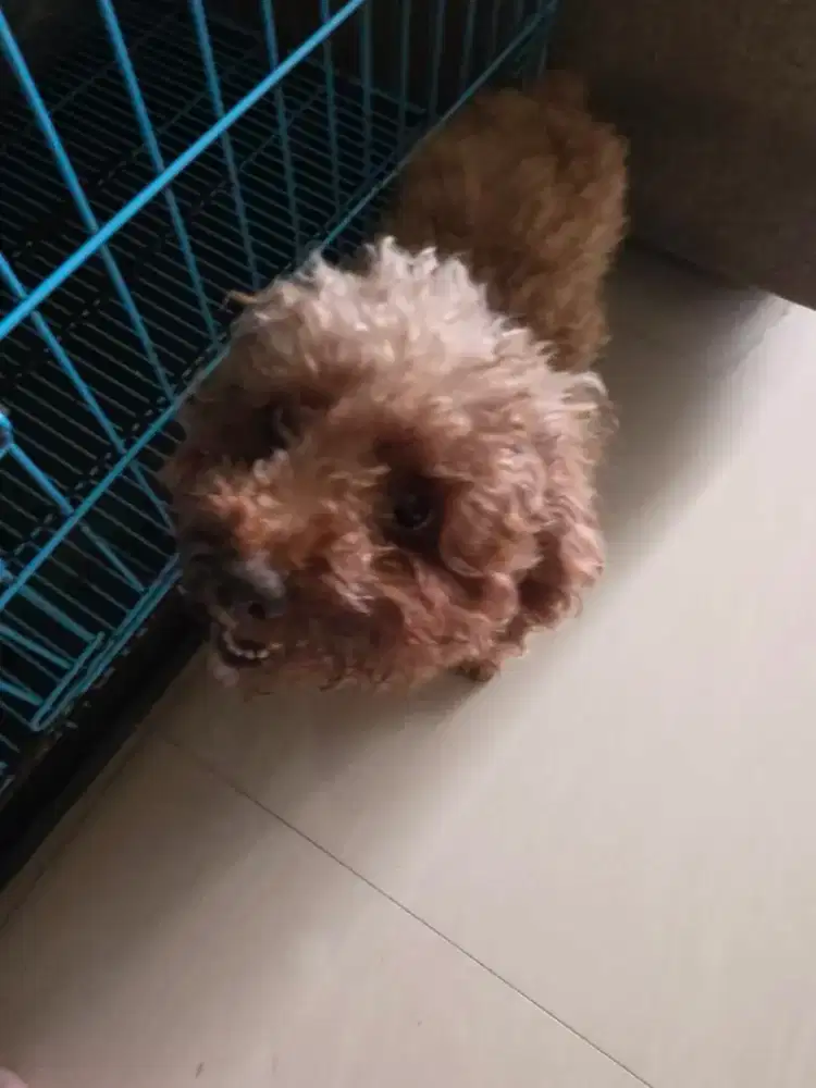 Indukan red poodle murni