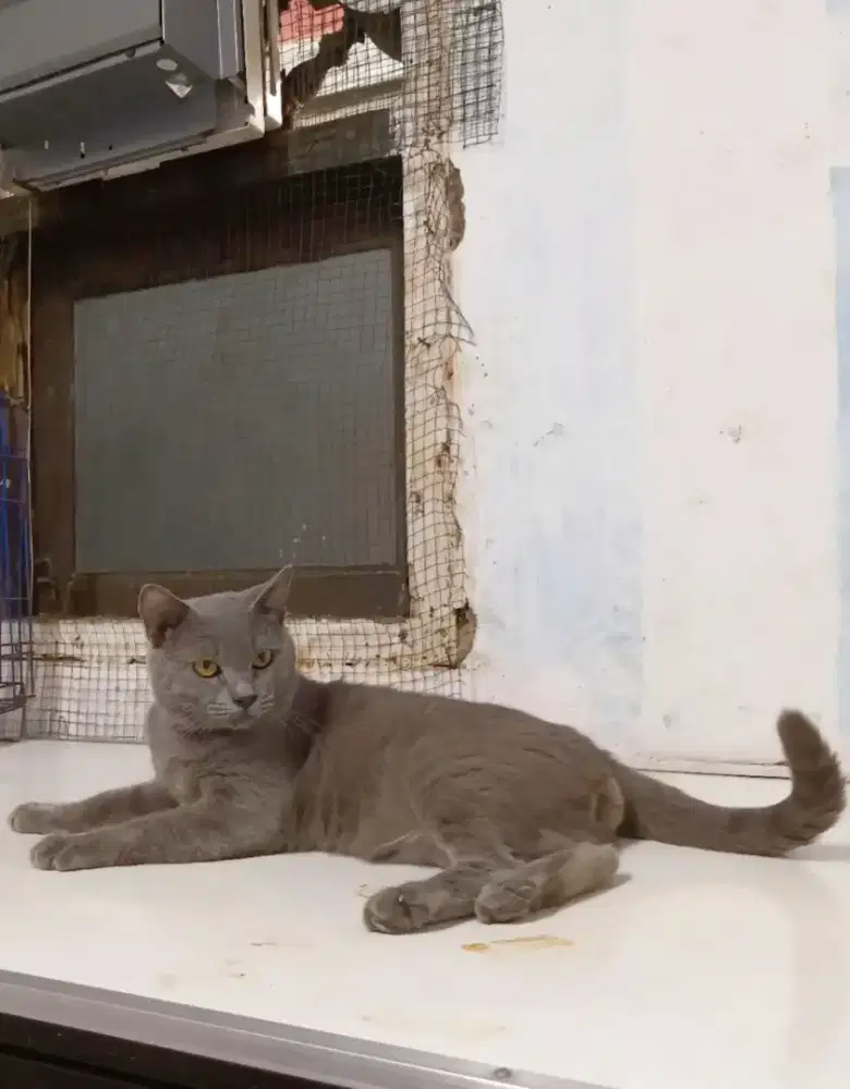 Persia Shorthair Jantan