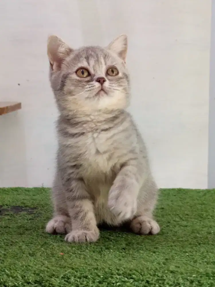 Scottish Straight Blue Tabby