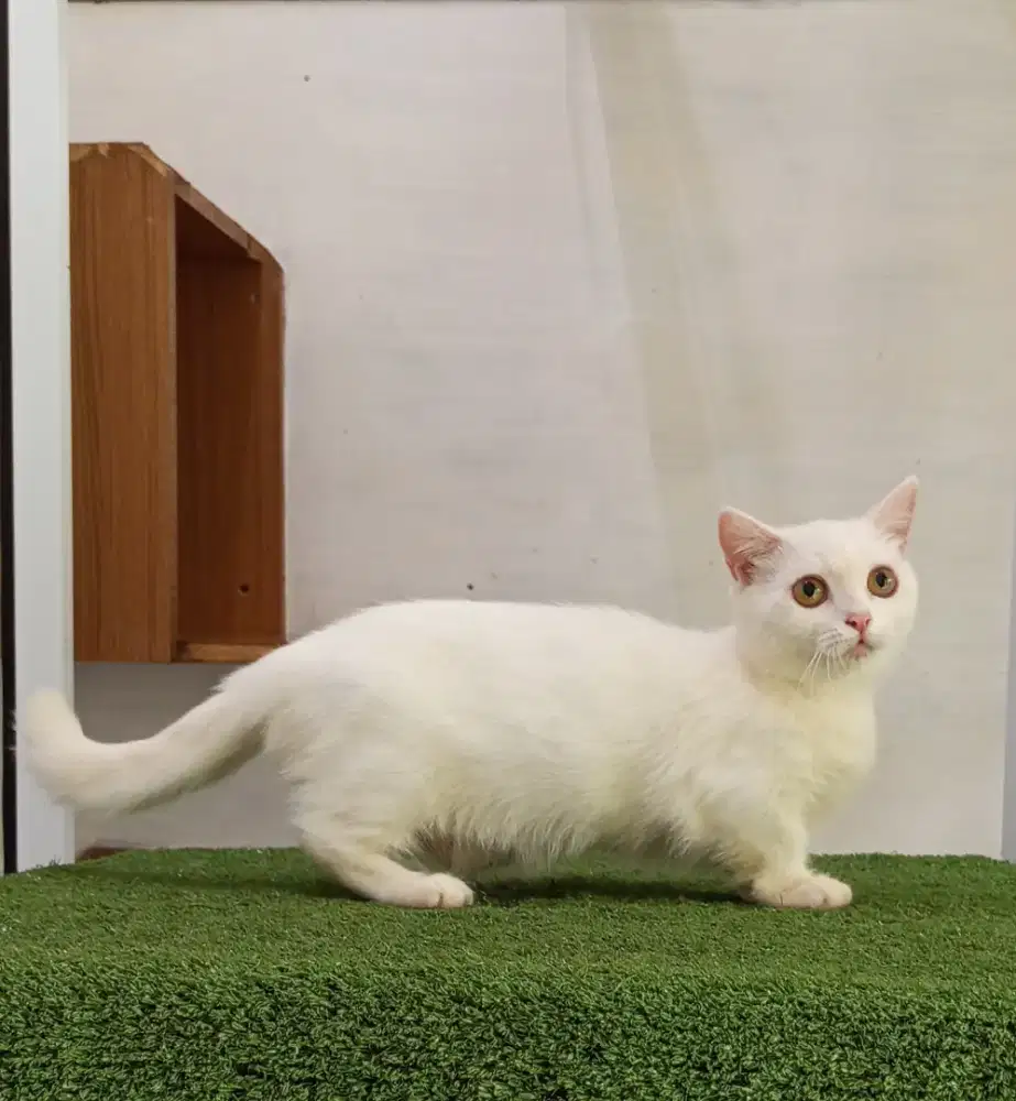 Munchkin BSH white solid