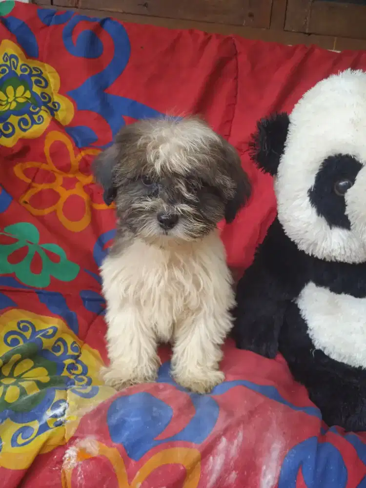 #shintzhu puppy 3bln nego