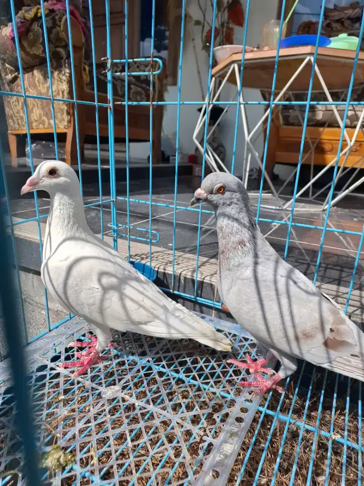 Merpati Pos Sepasang Body Besar Untuk Indukan