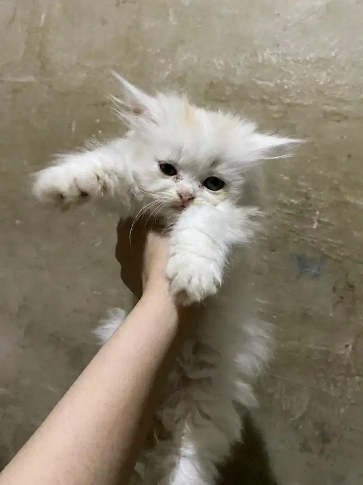 kitten persia putih