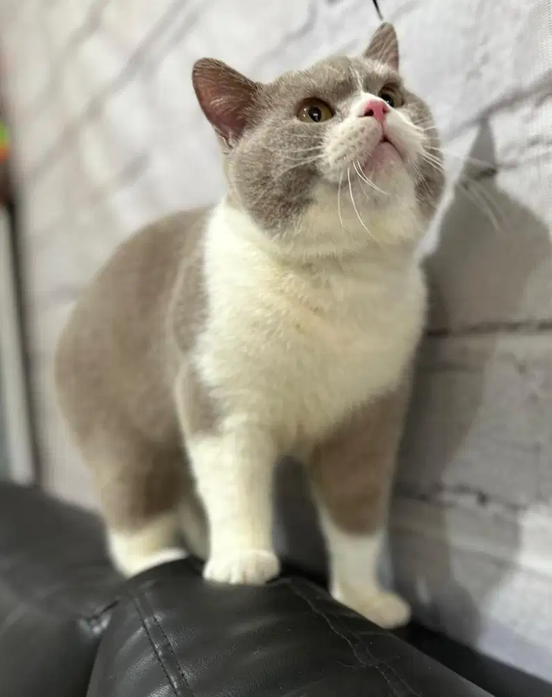 British shorthair bsh jantan bico fawn 10bln ped