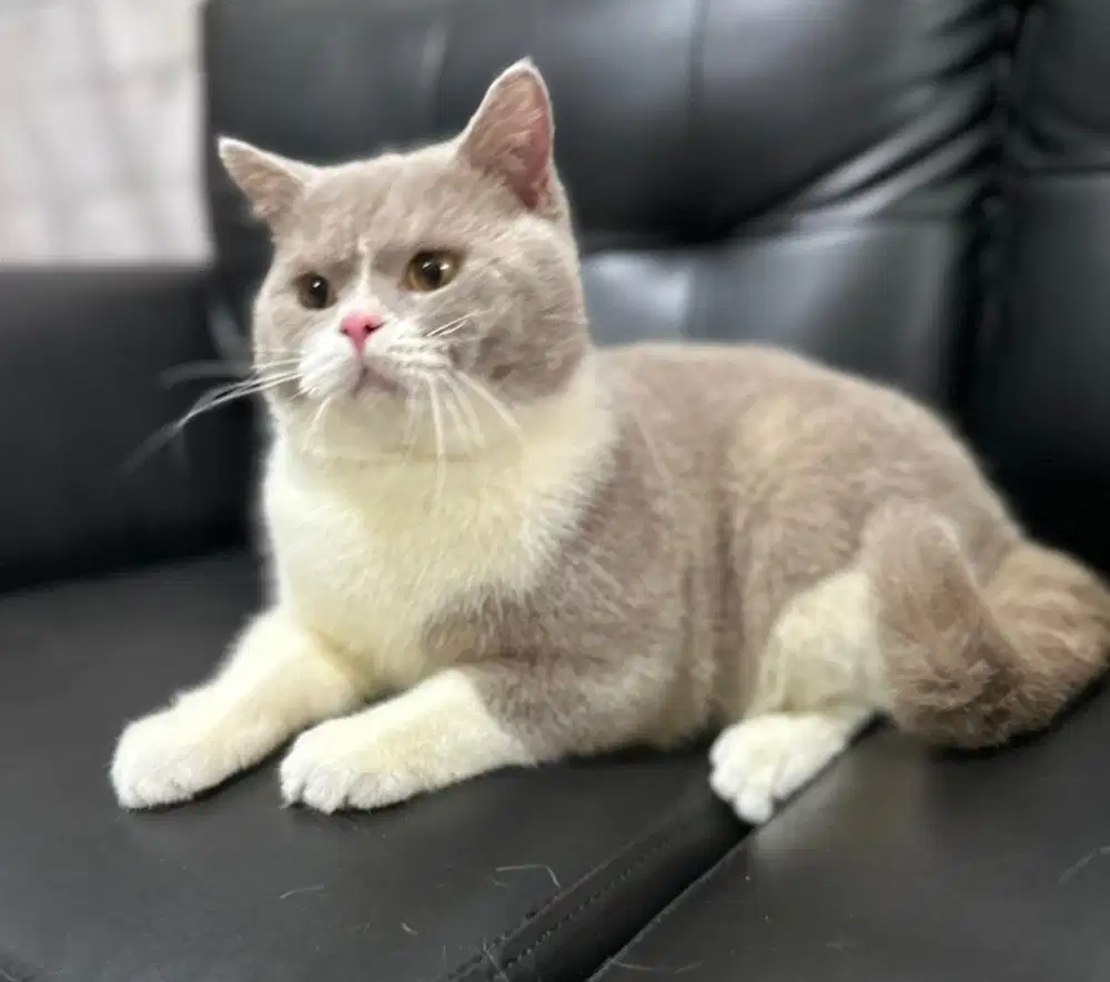 British shorthair bsh jantan bico fawn 10bln ped