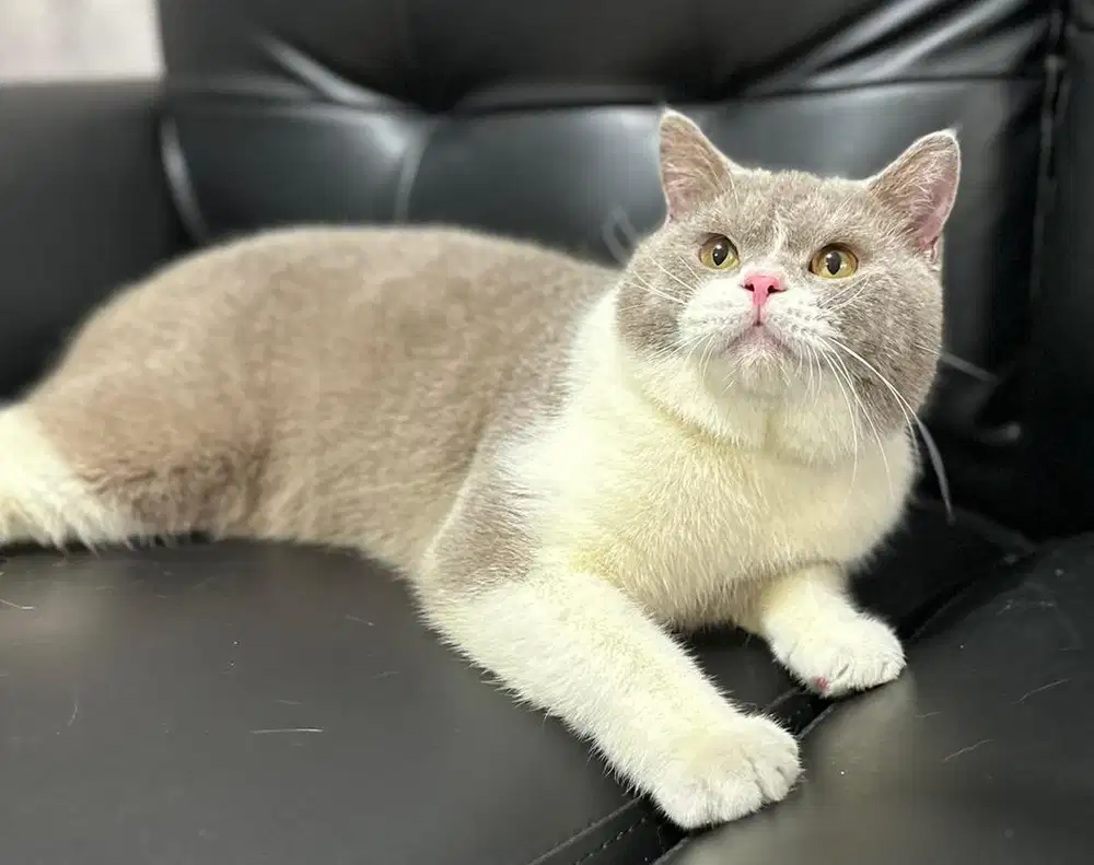 British shorthair bsh jantan bico fawn 10bln ped