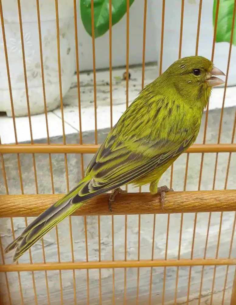 Kenari lokal hijau botol antik gacor