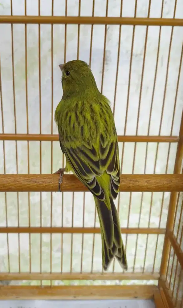 Kenari lokal hijau botol antik gacor