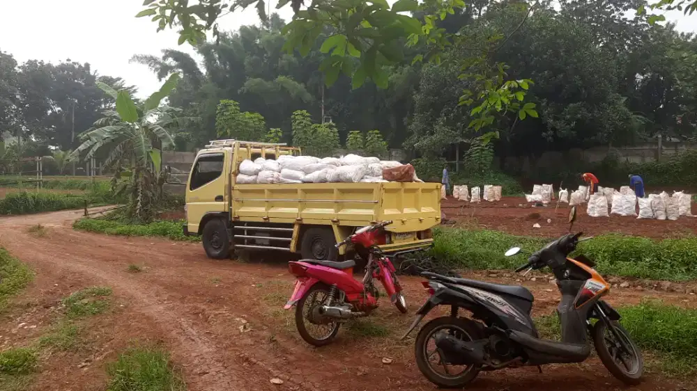 RUMPUT SWIS,GAJAH MINI,GAJAH LAPANGAN