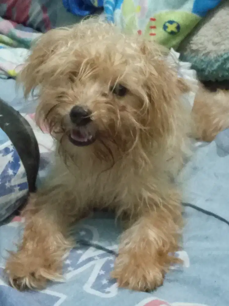 Poodle Jantan umur 3 bulan