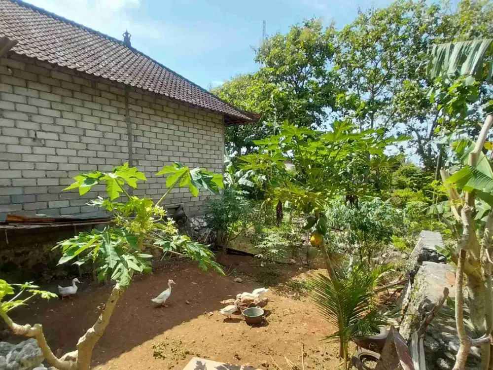 dijual tanah 100m² kawasan Pandawa beach kutuh kuta selatan badung bali IDR 500 juta
