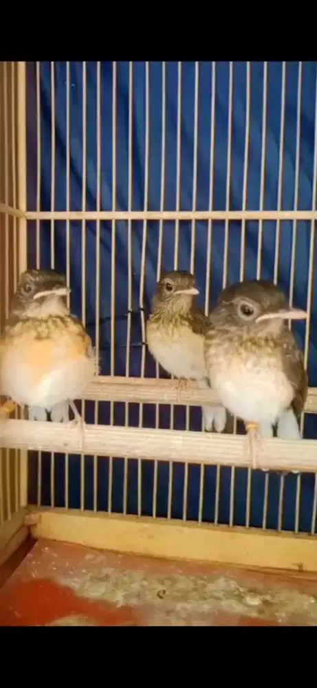 Trotol murai batu trah warna  panda