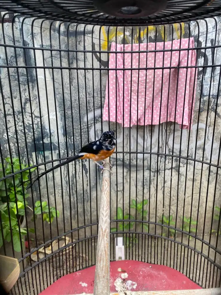 Burung Murai Batu Jantan Blorok Gacoran