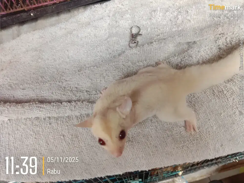 Joey creamino jantan