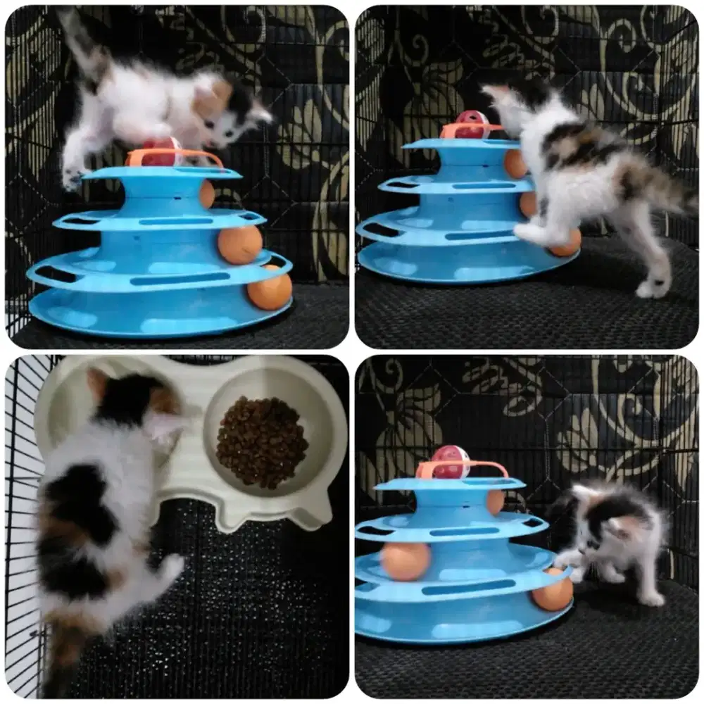 Kitten betina calico Ganti pakan