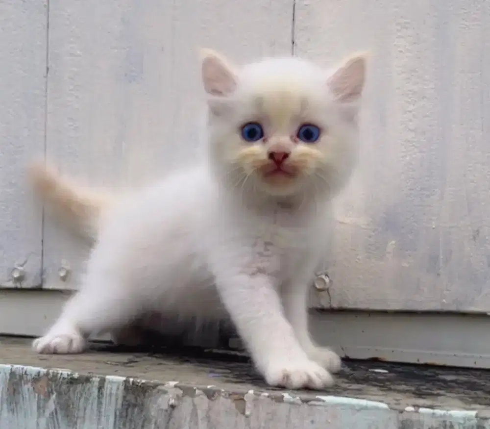 Kucing Kitten himalaya red point