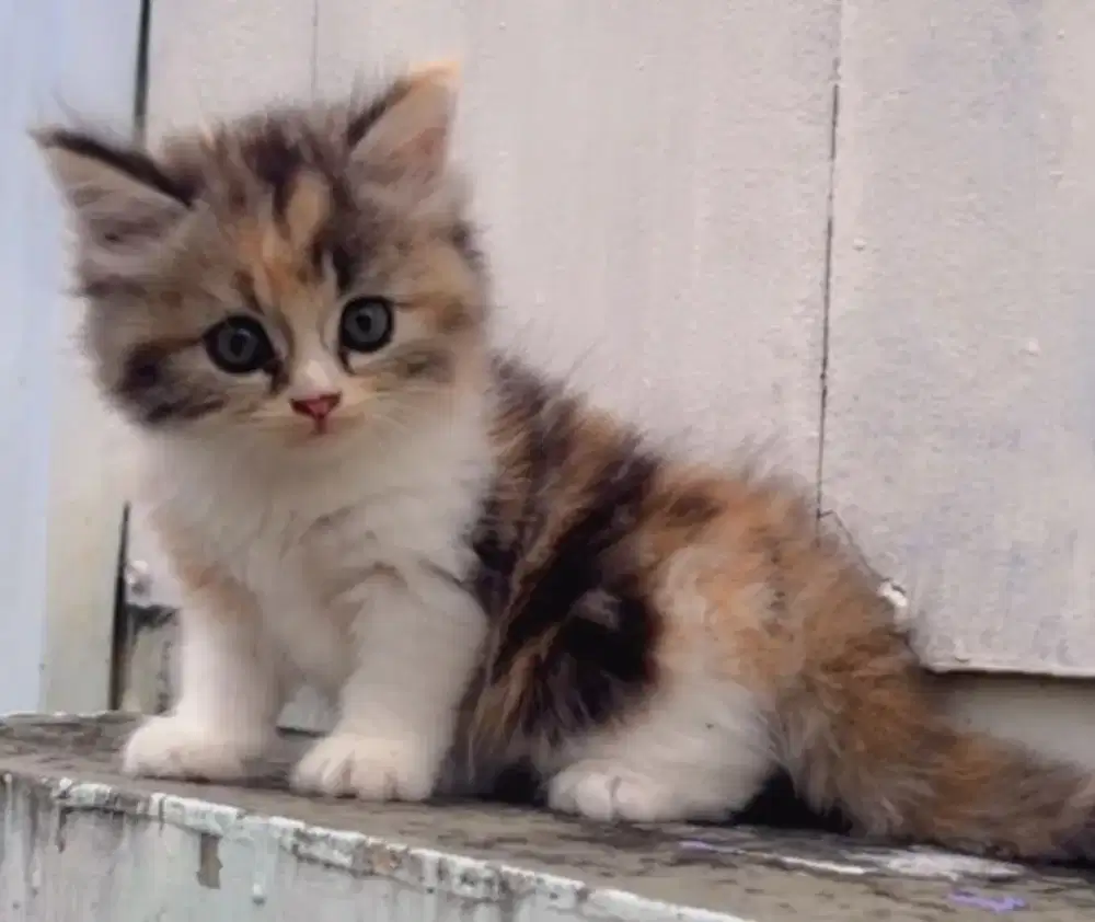 Kucing Kitten persian flatnose