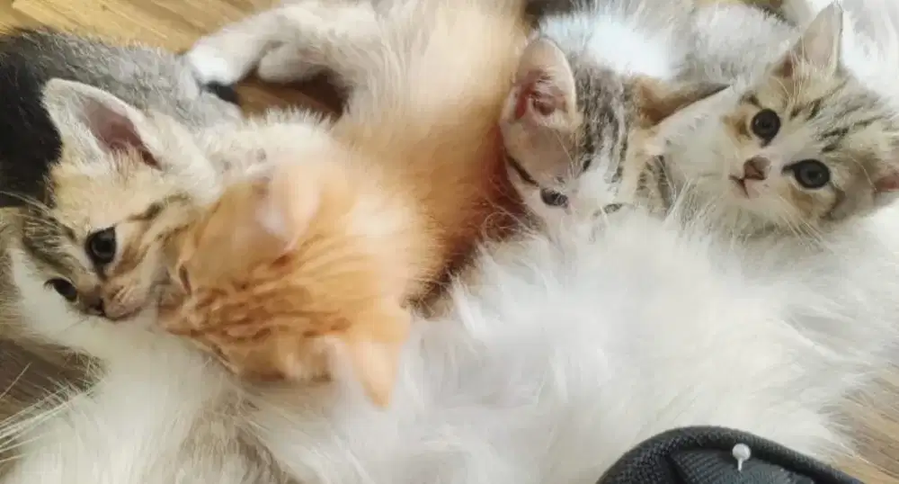 Lepas adopt kitten beserta induk (betina).