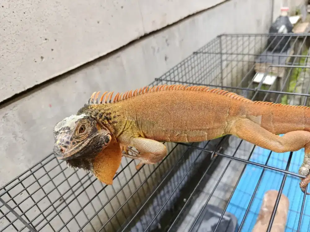 Iguana red 60 cm dan kandang