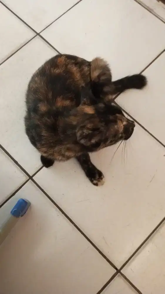 Menawarkan jasa beberes , rumah, kantor , apartemen dll