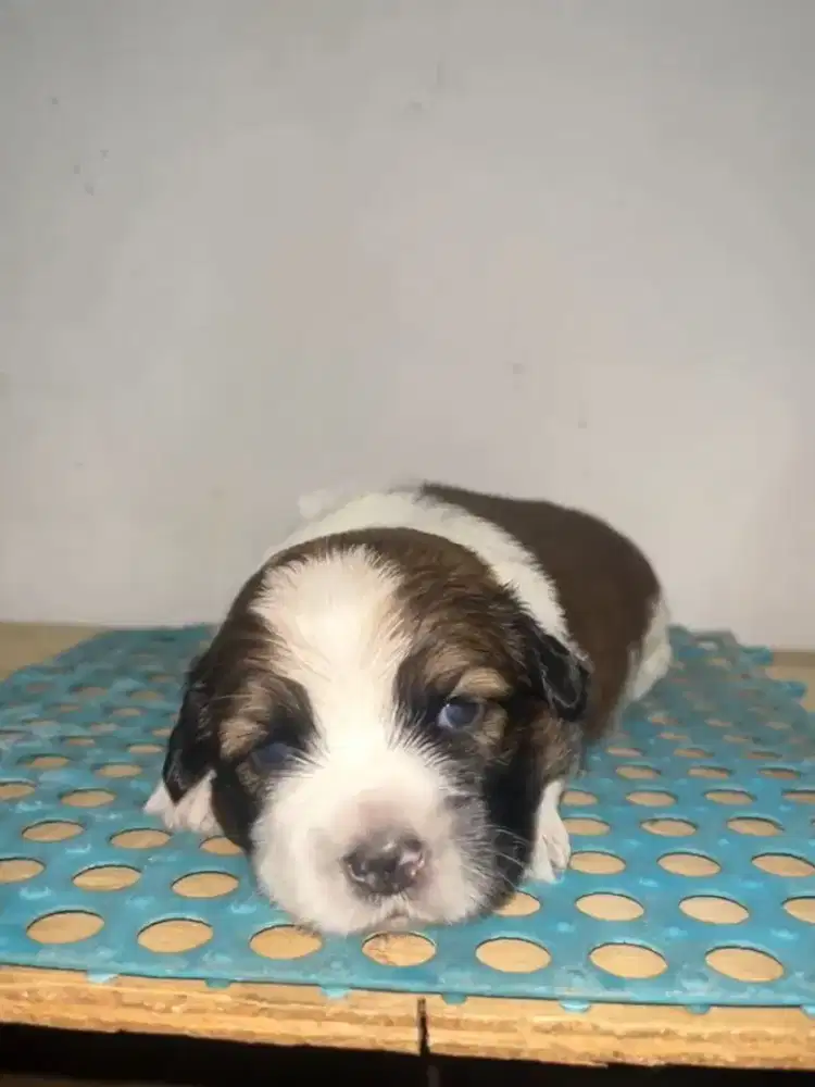 Anak anjing lucu Shih tzu