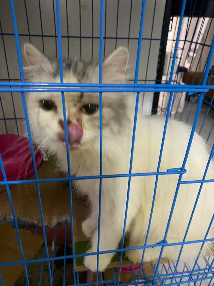 kucing peaknose betina 1 tahun