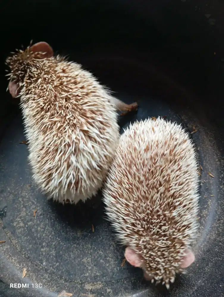 Sepasang landak mini pinto