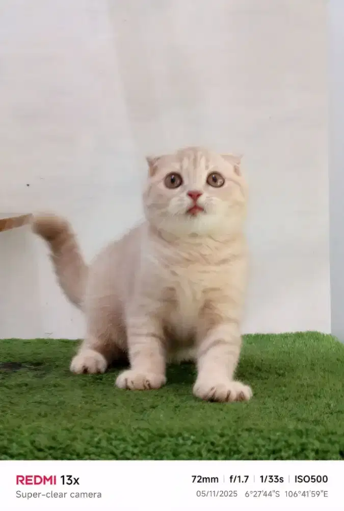 Scottish fold Lilac golden tabby