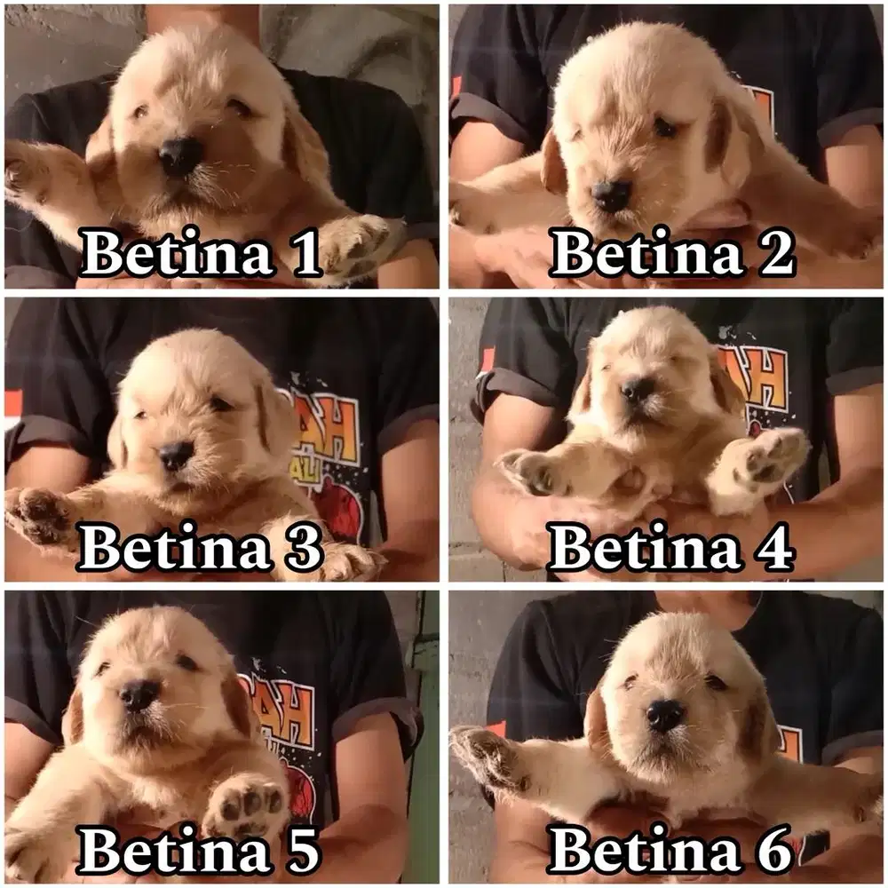 Golden retriever jantan & betina non stambum