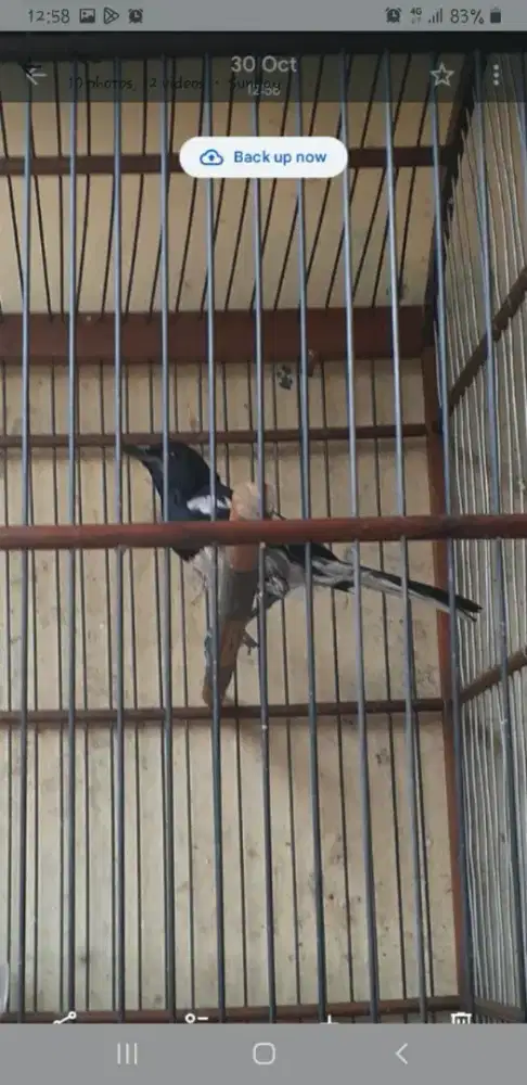 Kacer pur total fset di BSD