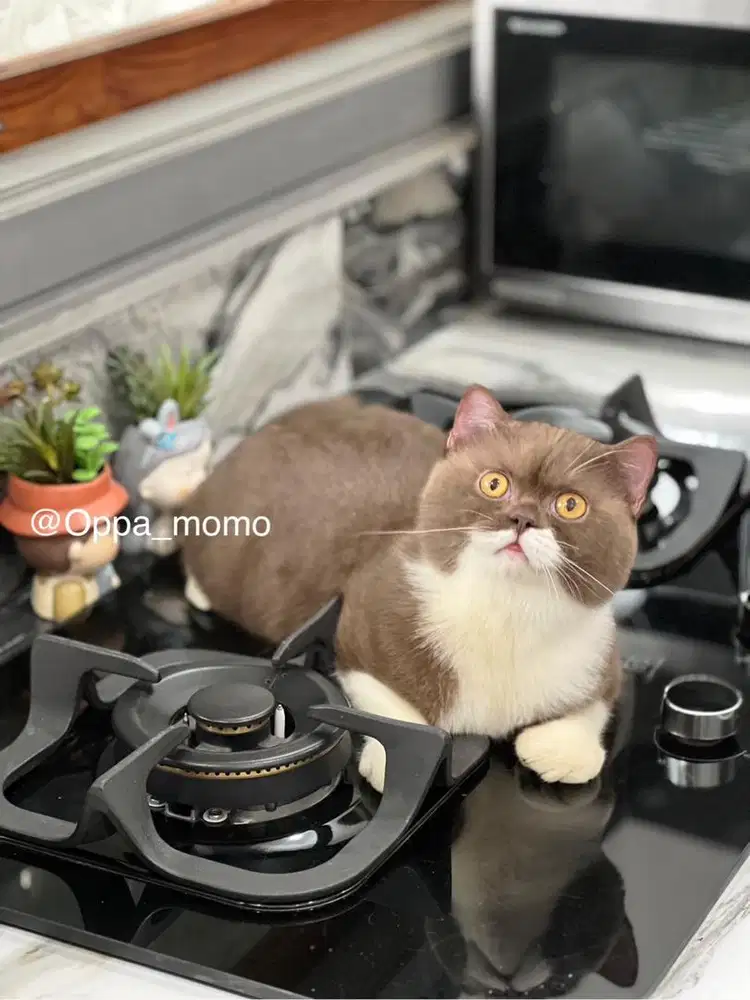 Kucing british shorthair (BSH) cinnamon male