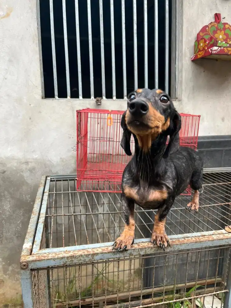 indukan tekel betina