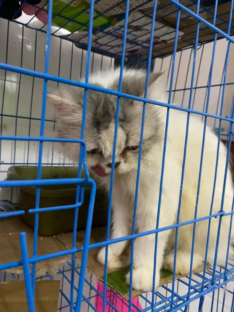 kucing peaknose betina 1 tahun