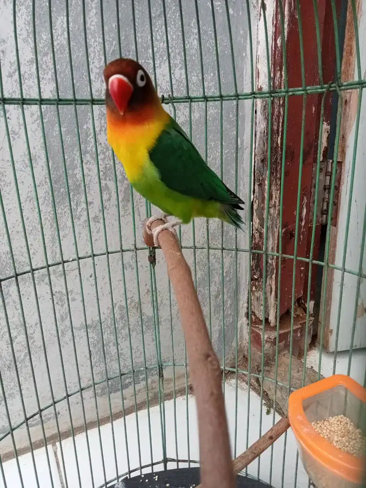 Lovebird aktif durasi ada