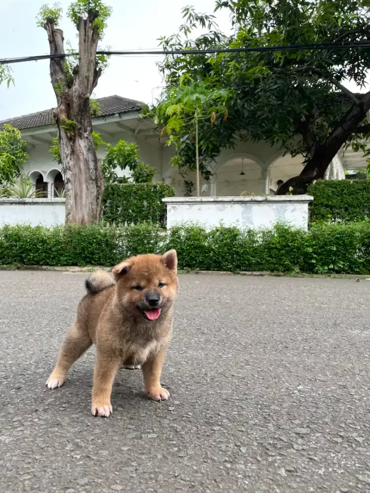 Mame Shiba Inu Female