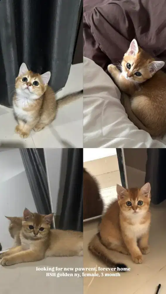 BSH/BRITISH SHORTHAIR GOLDEN NY 11/12 BETINA NONPED